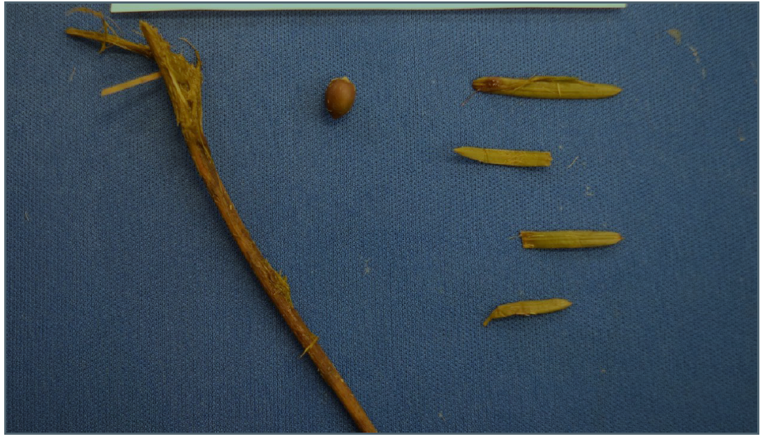 Figure 1. A selection of the leaves, seeds, and stems from the rumen of the affected cow. 
