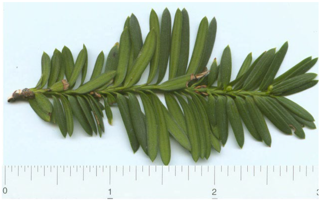 //www.bio.brandeis.edu/fieldbio/pkenlan/HTML/Taxaceae/taxus_cuspidata.html