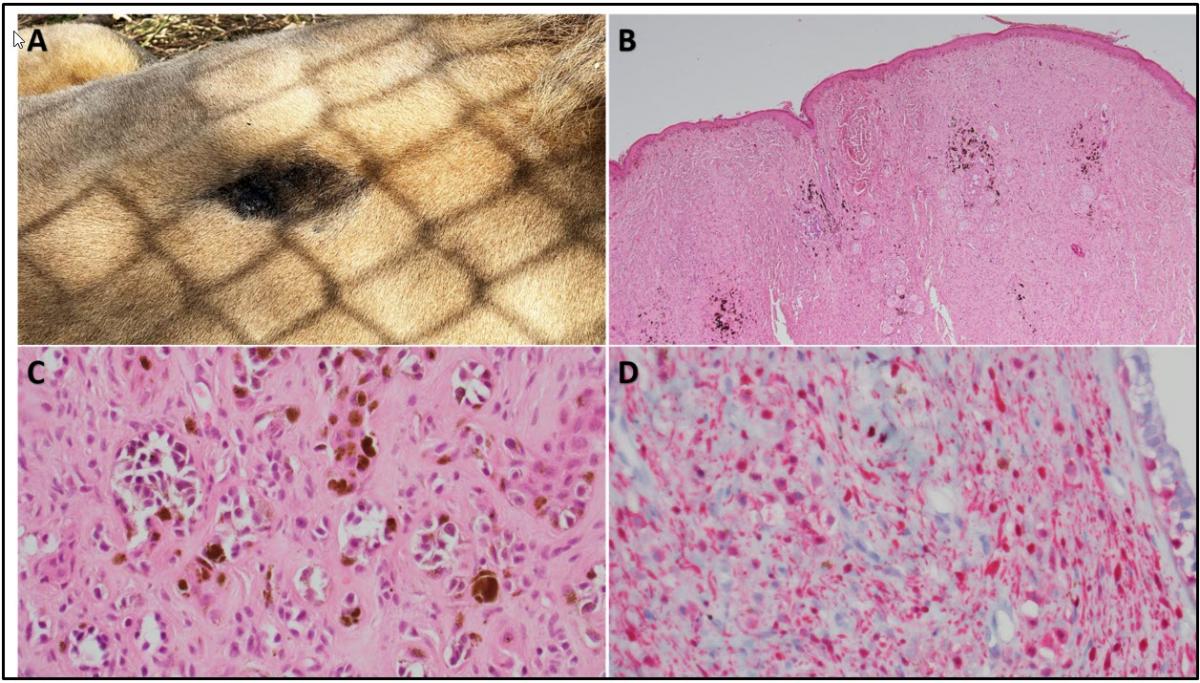Figure 1. Cutaneous melanoma in a male South African white lion. A. Regrowth of the mass at the original excision site showing dark black pigmentation and a raised cobblestone surface. B. Skin, H&E 