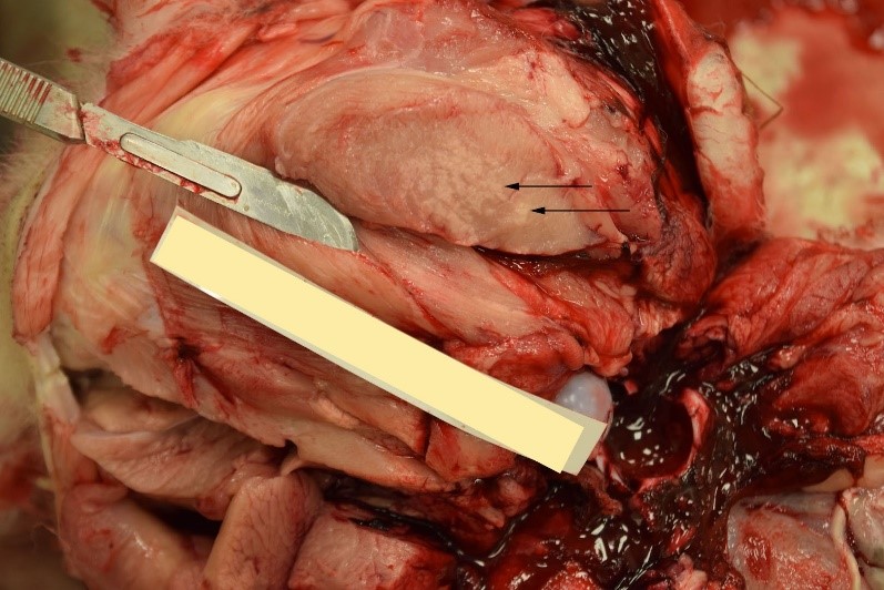 Figure 1.  Striated skeletal muscle myopathy, as indicated by white discoloration of the muscle fibers (arrows).