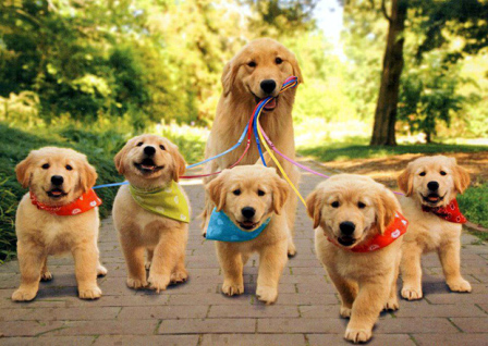 GoldenRetriever mom with pups