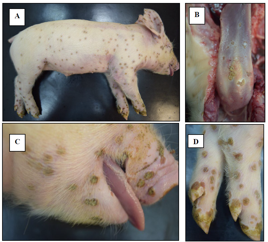 Figure 1. Congenital skin and oral mucosal lesions in a neonatal piglet. Numerous discrete ulcerated and proliferative lesions were present in (A) haired skin over the entire body, (B) the mucosal surface of tongue, (C) mucocutaneous junction at the lips and snout, and (D) distal limbs, including coronary bands. 