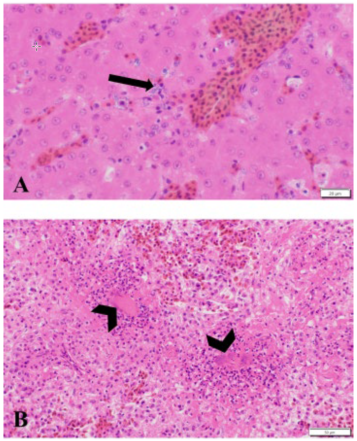  Spleen contains intravascular bacteria (arrow heads) with perivascular necrosis and fibrin deposition. H&E stain, 40x.