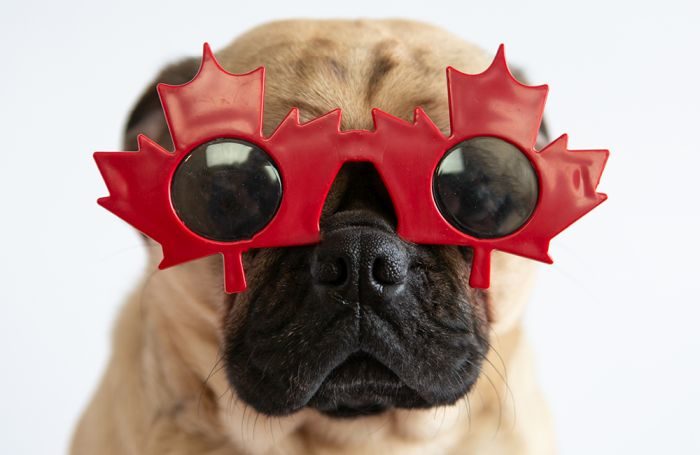 Dog with Canada day glasses on