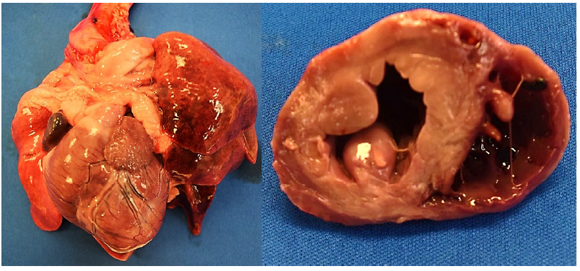 Figure 1. Heart of puppy number two with ventricular myocardial pallor (left). Cross section of ventricular myocardium (right).