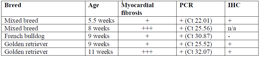Table 1. Parvoviral myocarditis cases submitted to the AHL between 2013 and 2023