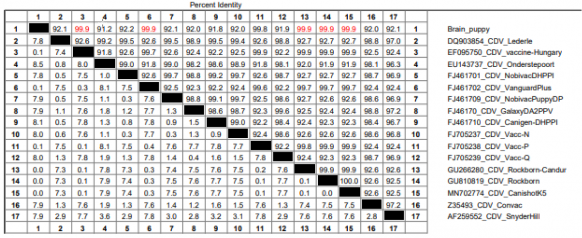 Figure 4. Sequence distances comparing the clinical sample with CDV hemagglutinin gene sequences from GenBank. Percent identity in upper triangle; percent divergence in lower triangle. 
