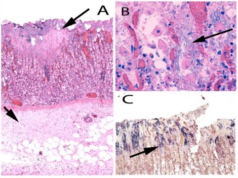 Microscope images, figure 1