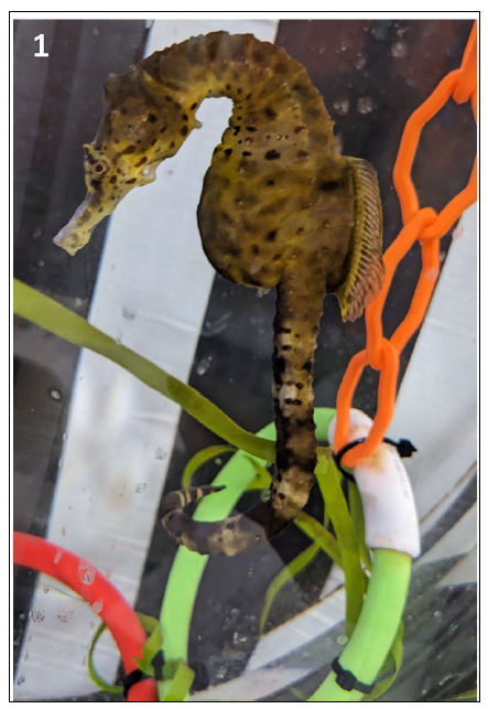 Figure 1. Adult big-belly seahorse (Hippocampus abdominalis) in holding tank.