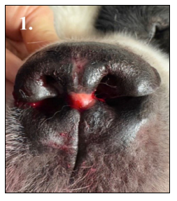 Figure 1. Gross lesions of Proliferative arteritis of the nasal philtrum in a 6-year-old Saint Bernard dog. Distinct focal linear ulceration of the nasal philtrum parallel to the lip margin with surrounding hemorrhage.