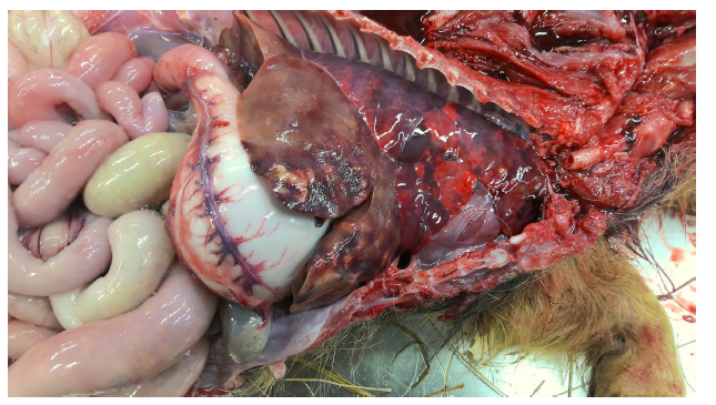 Figure 1. Postmortem findings in a Kunekune piglet. The proximal duodenum is distended and firm and the liver contains numerous tan-white, firm pseudo-cystic nodules that protrude above the capsular surface.
