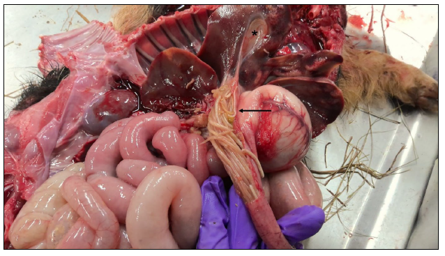 Figure 2. Postmortem findings in a Kunekune piglet. Abundant numbers of adult ascarid nematodes are present within the proximal duodenum with extension along the common bile duct (arrow). The gall bladder is collapsed and empty (asteriks).