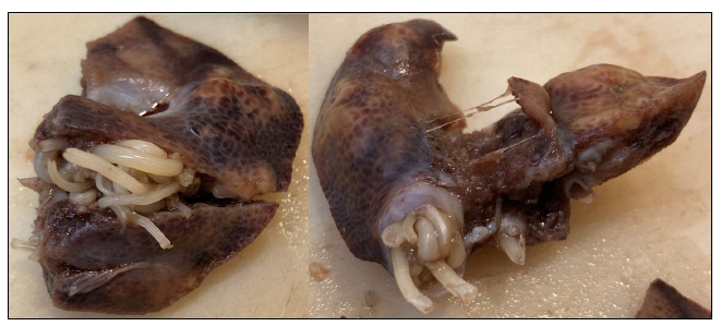 Figure 3. Formalin-fixed samples from the affected liver lobes in a Kunekune piglet. Nematodes extend throughout the biliary tree forming dilated pseudo-cystic nematode packed pockets.