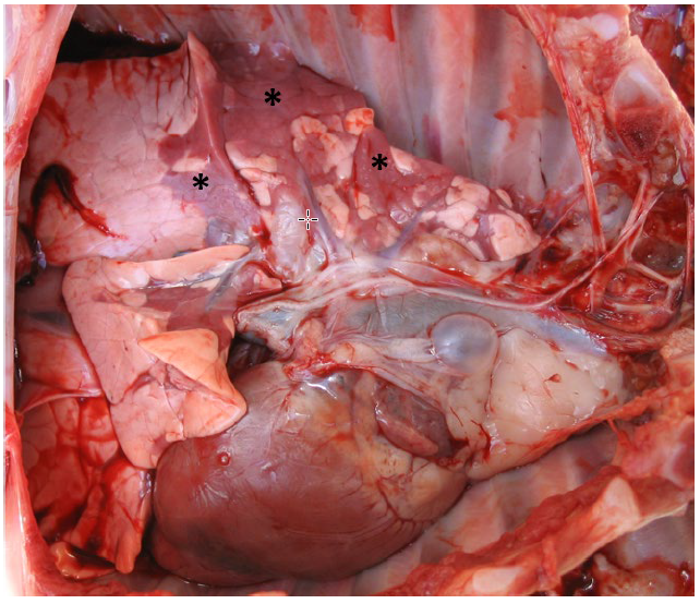 Figure 1. Nursing pig.  Cranioventral lung exhibits multifocal to coalescing  regions of lobular atelectasis (*).