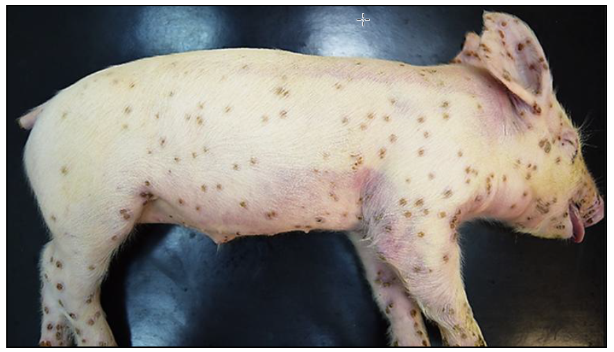 Photo of whole piglet