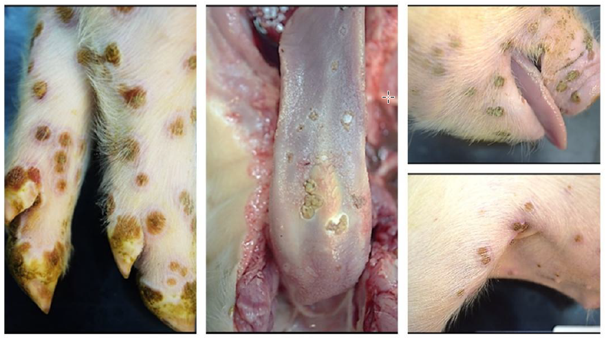 Photos of piglet parts.