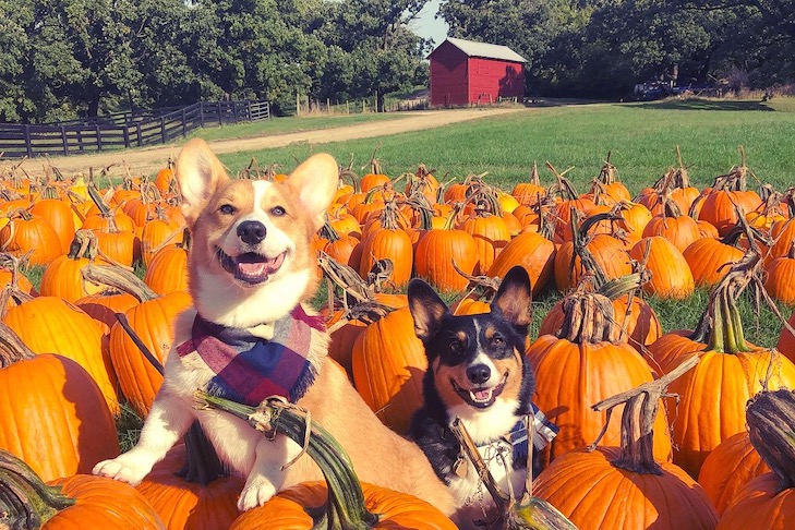 Corgis in a pumpkin patch