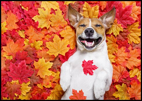 Jack russell dog lying in leaves