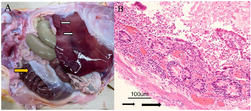 Aborted goat fetus with Y. pseudotuberculosis sepsis A. Blotchy hepatic subcapsular congestion and hemorrhage with multiple pin-point white foci of necrosis (white arrows). Dark red to purple distal small intestine covered with edematous mesentery (yellow arrow) B. Rafts of neutrophils and necrotic cellular debris line the flattened and eroded jejunal lumen and fill crypts. H&E stain.