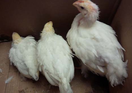 Image of 3 sick chickens