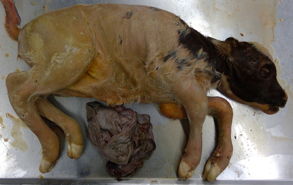Aborted Holstein fetus with irregular and shortened neck and arthrogryposis.