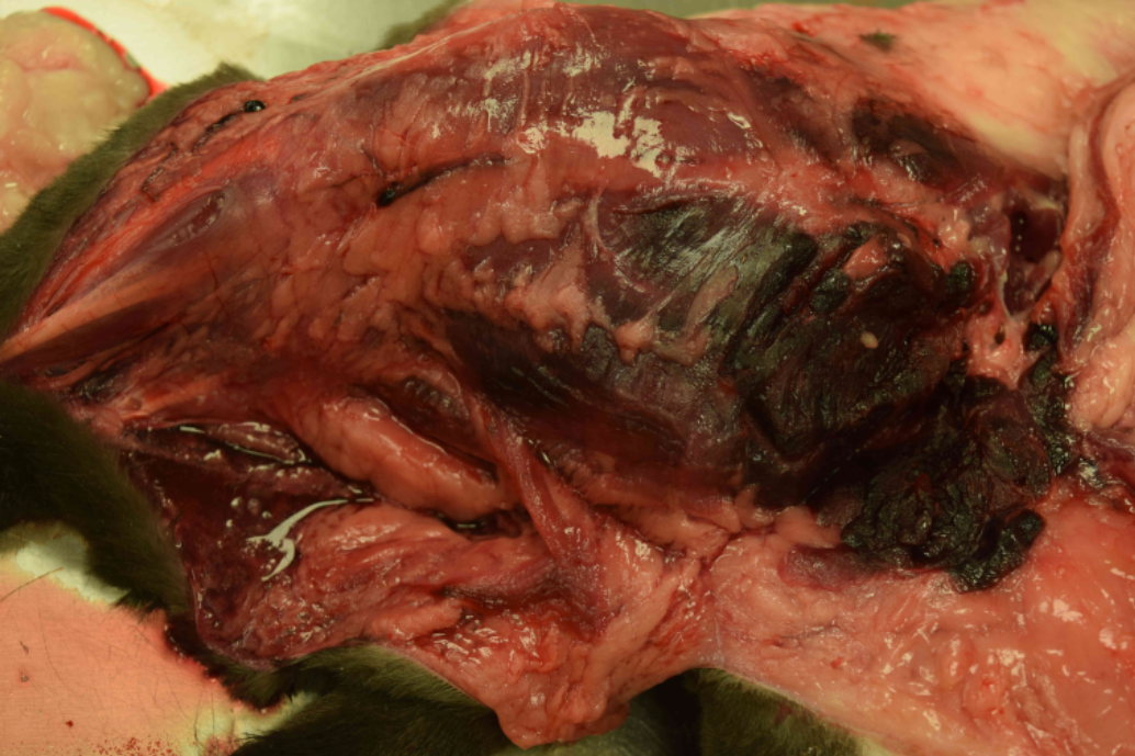 Proximal right thigh of a cat with clostridial myositis. Muscle is regionally purple-black, and edema fluid is pooling in fascia.