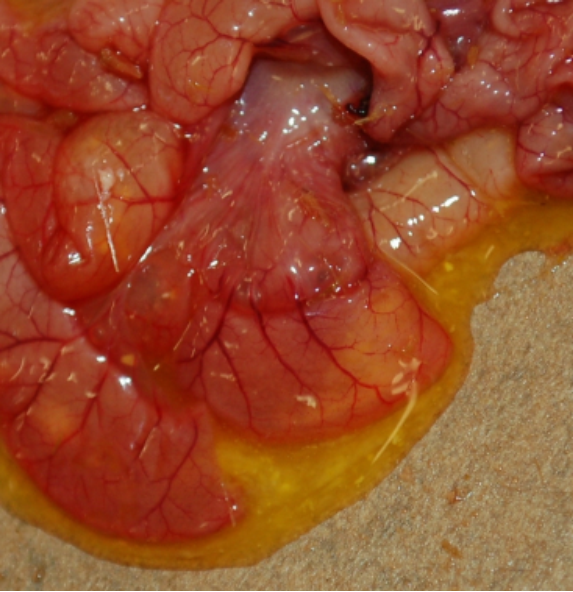 Watery yellow intestinal content in piglet with PED.