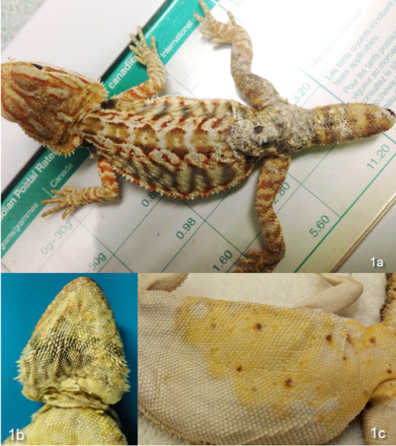 Orange bearded dragon with grey/brown irregularly thickened and crusted skin of the caudal back, R leg, and proximal tail. The R leg and tail are swollen, and the tail is shortened with a dark crust on the tip. b. Ventrum of head of a bearded dragon; generalized yellow discoloration of the skin and yellow crusts of exudate at the neck. c. Skin of the ventral abdomen is slightly thickened and yellow with scattered small brown foci. 