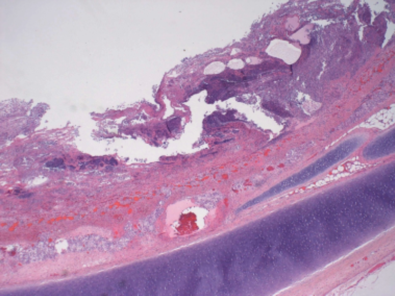 Histology of Fig 1.