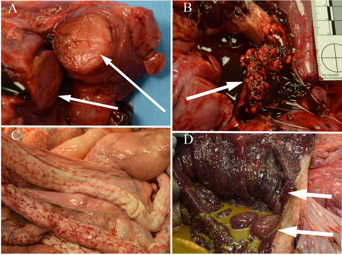 Figure 1. Actinobacillus equuli ssp. equuli valvular endocarditis in a horse. A. Organized thrombus in the right jugular vein (arrows). B. Vegetative mass on the right AV valve of the heart (arrow). C. Unusual hemorrhagic striae on the small intestinal serosa. D. Colonic ulceration and edema (arrows).