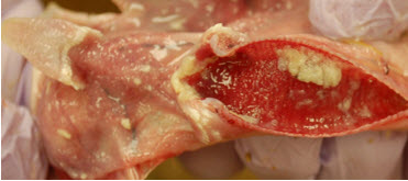  ILT. There is fibrinous exudate in the laryngeal opening and also in the tracheal lumen. The tracheal mucosa is hyperemic. A few small plaques of fibrinous exudate are also on the oral and esophageal mucosa.