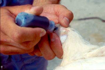  Eye drop application of ILT vaccine.