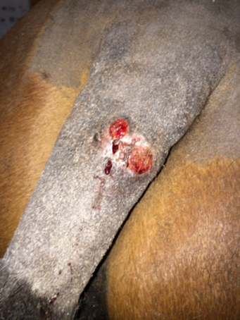 Ulcerated mycetoma at  dorsal aspect of tailhead (clipped).