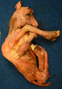 Lamb born with arthrogryposis, kypho-scoliosis and poorly developed musculature.