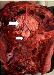 Image of open cow skull, exposing brain