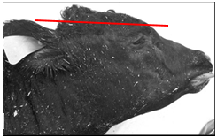 Image of cow with red line indicating location of cut to remove skull cap