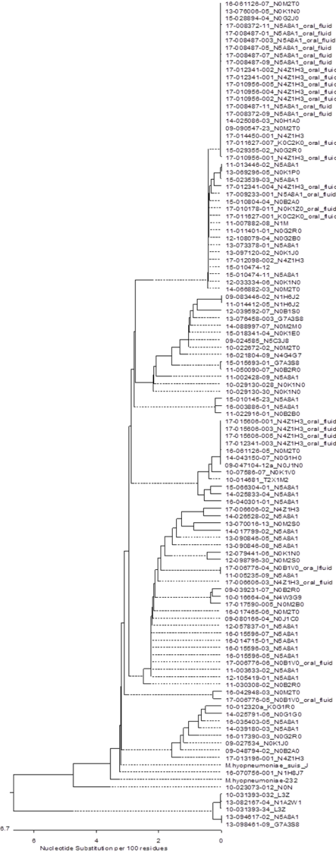 Figure 1. Phylogenetic tree based on the serine repeat encoding region of the p146 gene of 113 M. hyopneumoniae field strains identified at the AHL. Strain names—first part is the year of isolation and case number; second part is postal code of the location origin of the samples; third part is the tissue origin (empty for lung tissue).