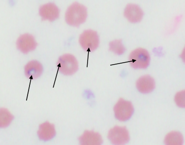 Intraeryrthrocytic piroplasms of Theileria buffeli (arrows).