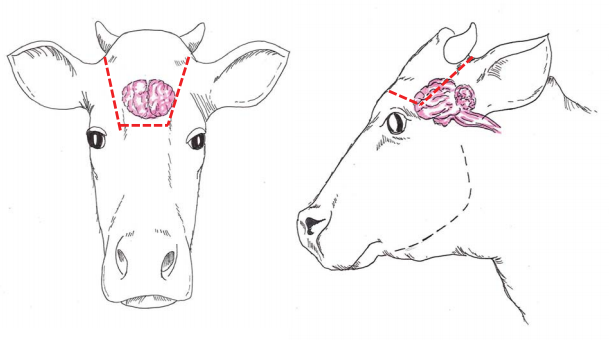 Diagram showing location of cuts for brain removal using hatchet and mallet technique   Diagram showing location of cuts for brain removal using hatchet and mallet technique  