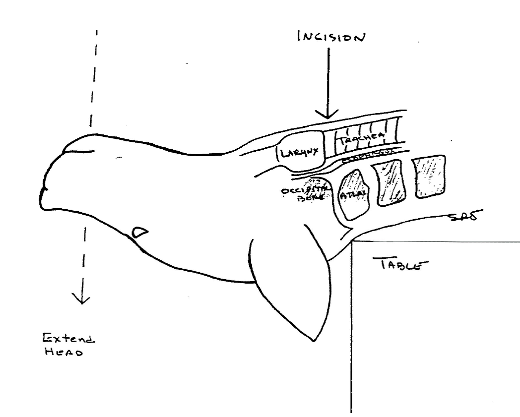 Line drawing of animal head on table