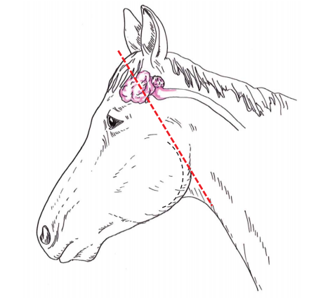 Diagram of horse profile indicating where to cut