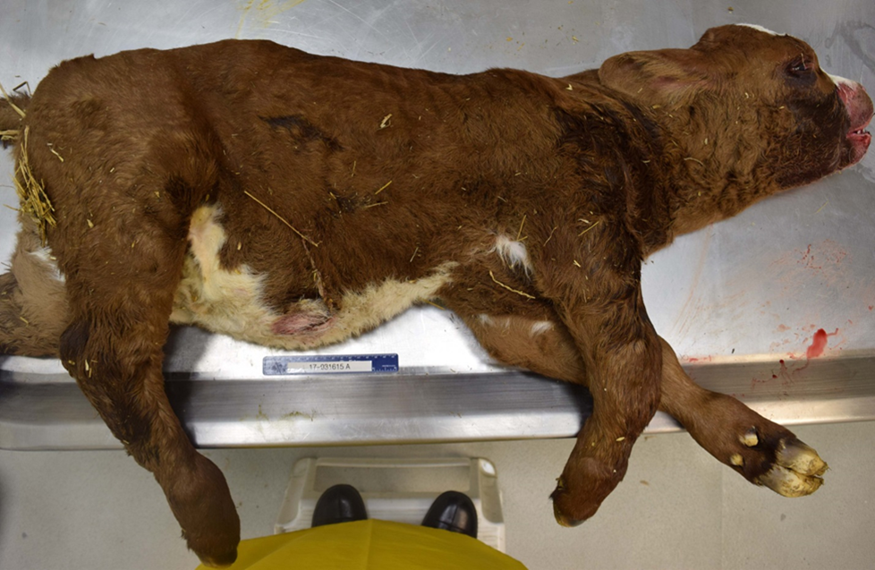 Figure 1. Disproportionate dwarfism in a neonatal Simmental calf.