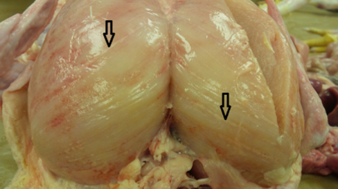 White striping (arrows) in breast muscle (photo courtesy of Dr. Alexandra Reid, OMAFRA).