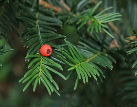 Image of Yew plant