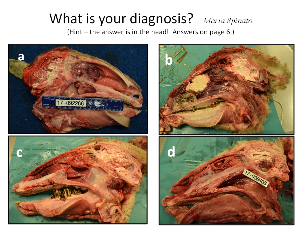 a and b heads