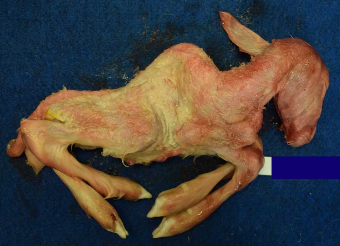 Aborted lamb with kyphosis and arthrogryposis. 