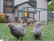 backyard chickens