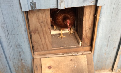 chicken coop