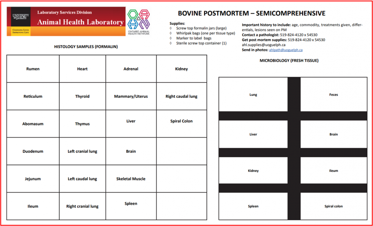 bovine diagnostic plan