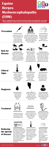 equine herpes infographic